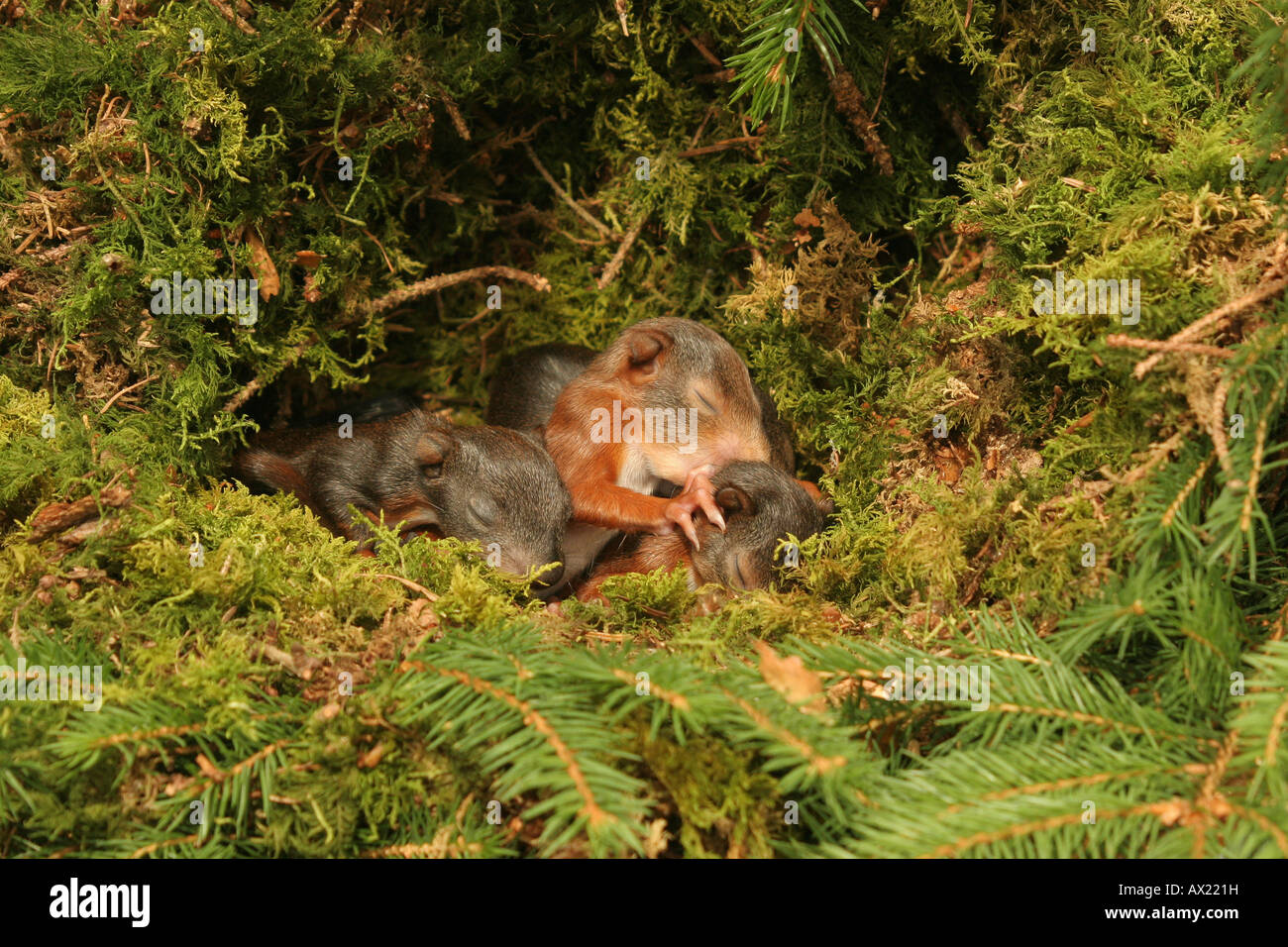 Moosiges nest hires stock photography and images Alamy