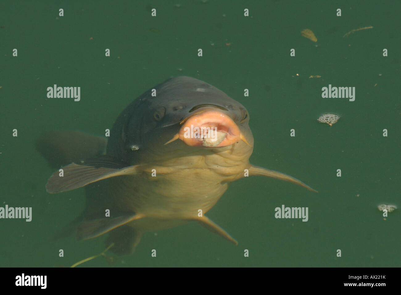 Common Carp (Cyprinus carpio) eating bread pieces at water's surface Stock Photo