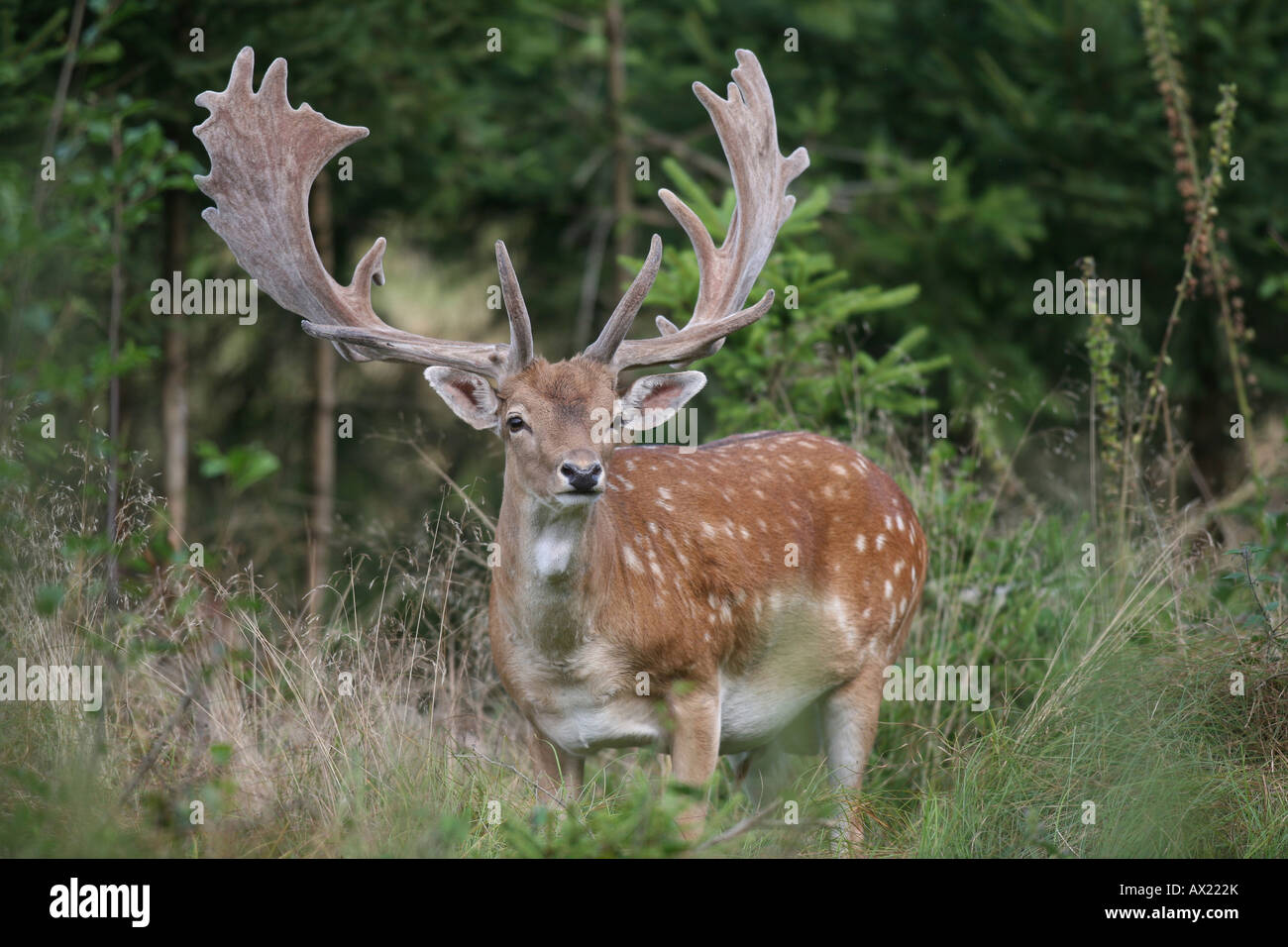 Fallow Deer (Dama dama), bast Stock Photo