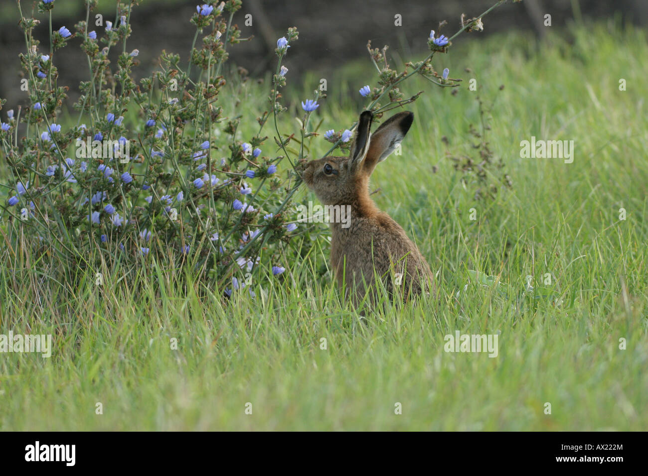 European or Brown Hare (Lepus europaeus) eating Common Chicory (Cichorium intybus) Stock Photo
