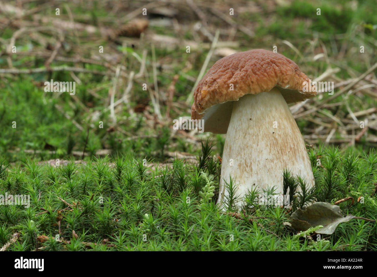 Porcini mushroom (Boletus edulis) in forest moss Stock Photo