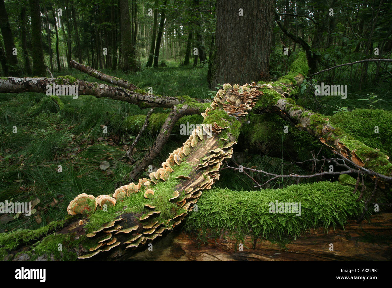 Deadwood covered in moss and fungi Stock Photo