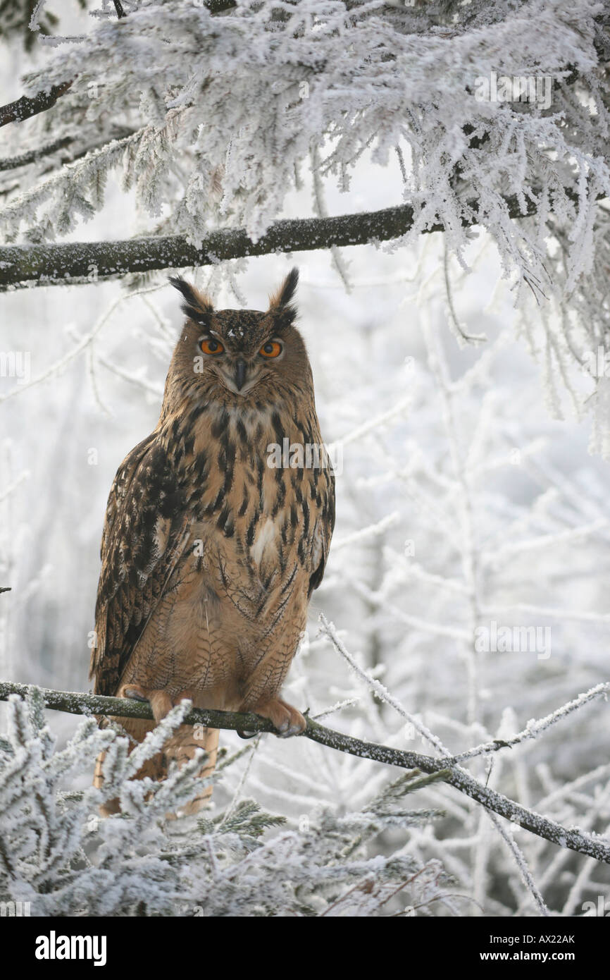 Eurasian Eagle Owl (Bubo bubo) in wintry frost-covered forest Stock Photo