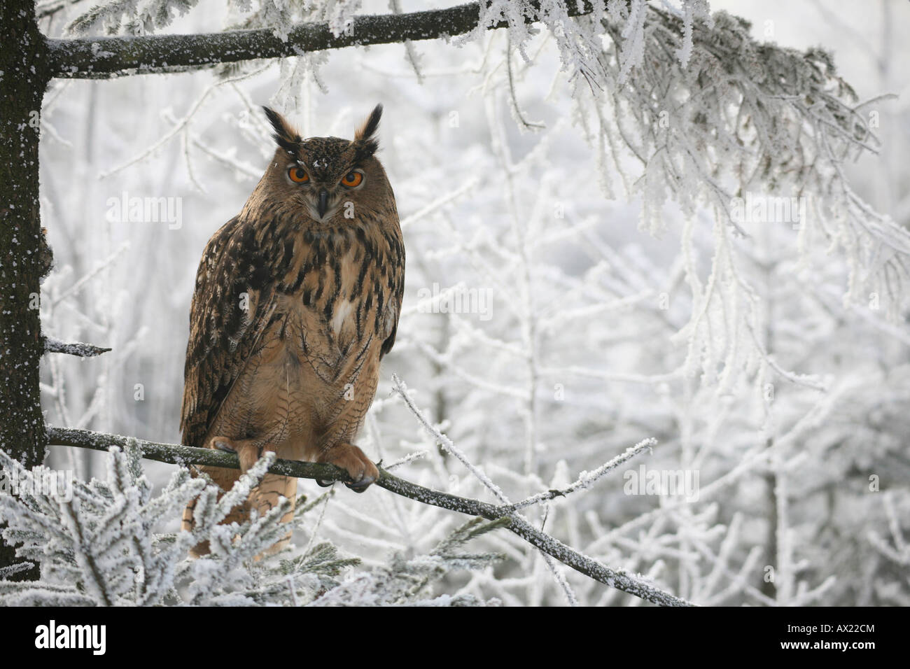 Eurasian Eagle Owl (Bubo bubo) in frost-covered forest Stock Photo