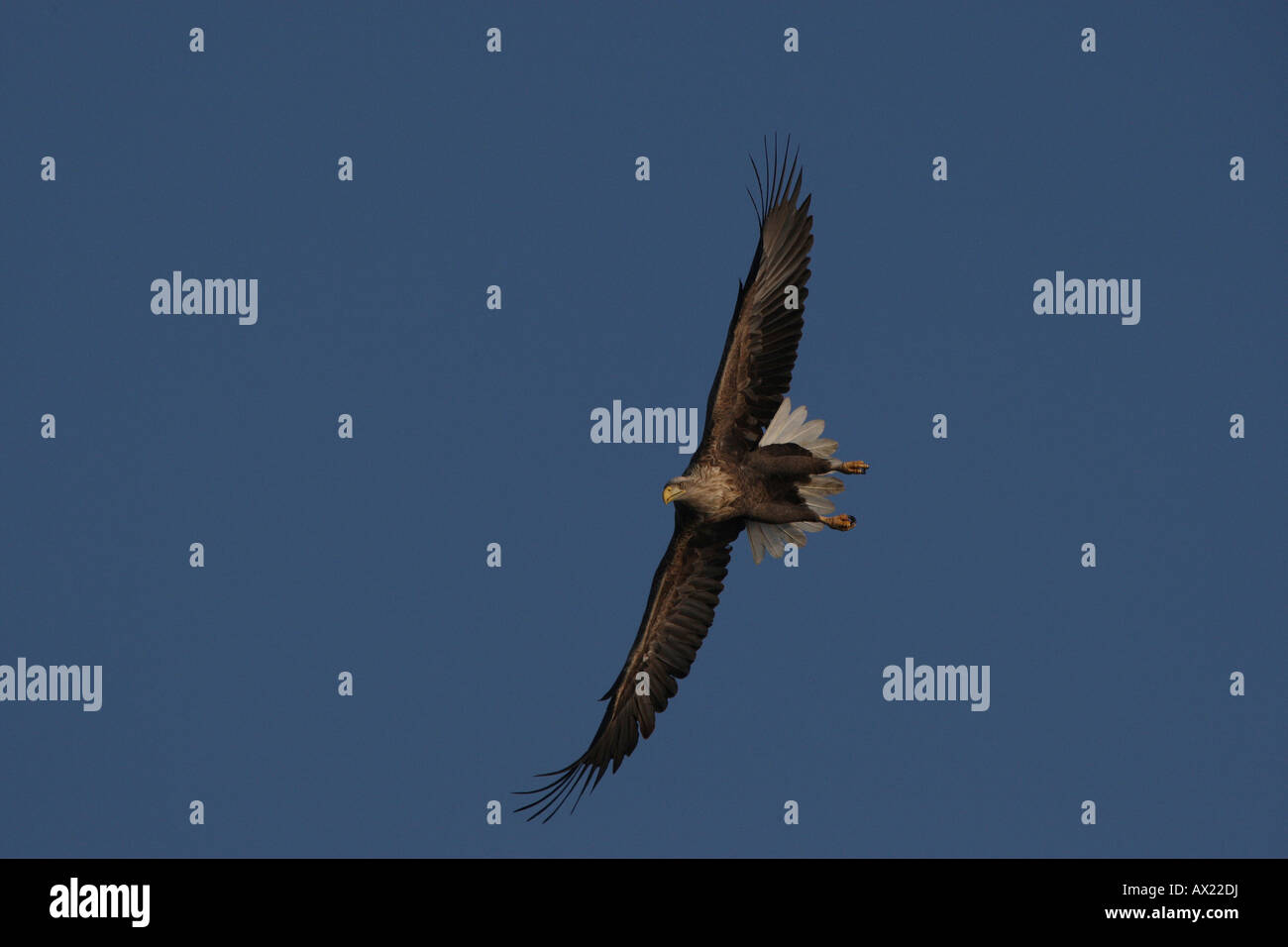 White-tailed Eagle or Sea Eagle (Haliaeetus albicilla) flying Stock Photo