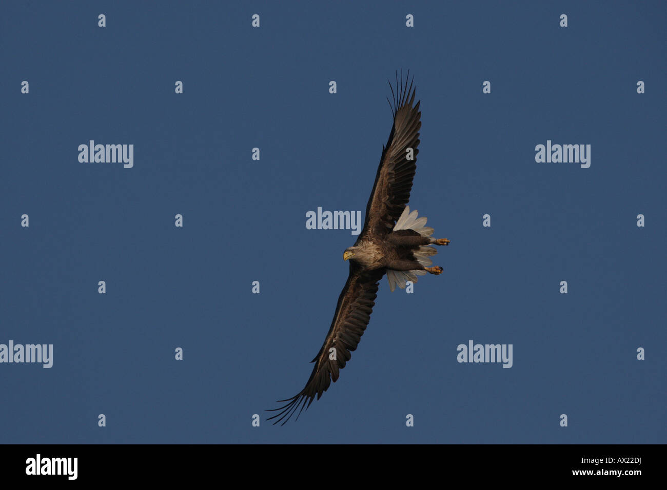 White tailed sea eagle hi-res stock photography and images - Alamy