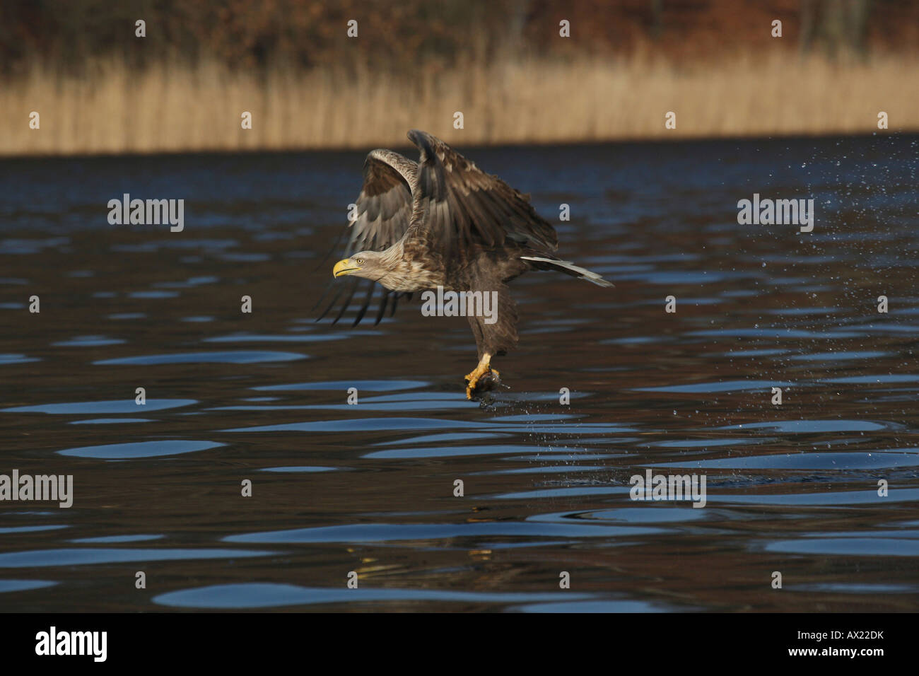 White-tailed Eagle or Sea Eagle (Haliaeetus albicilla) flying with fish Stock Photo