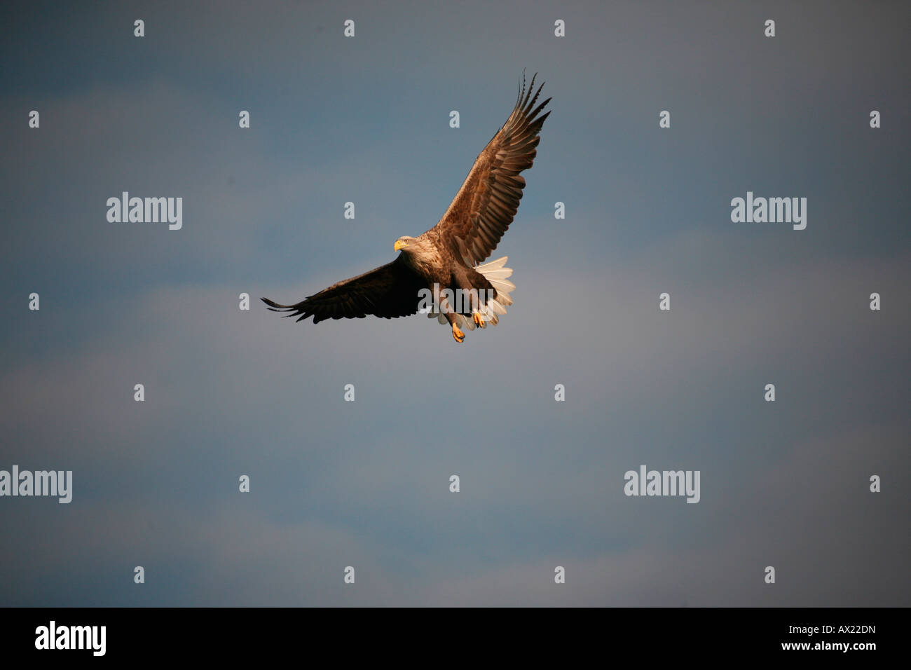 White-tailed Eagle or Sea Eagle (Haliaeetus albicilla) flying Stock Photo