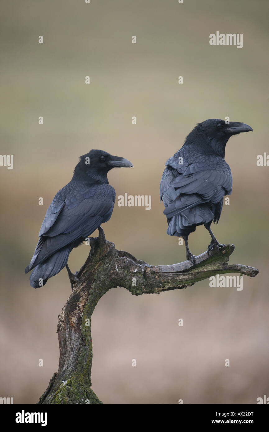 Common or Northern Ravens (Corvus corax) Stock Photo