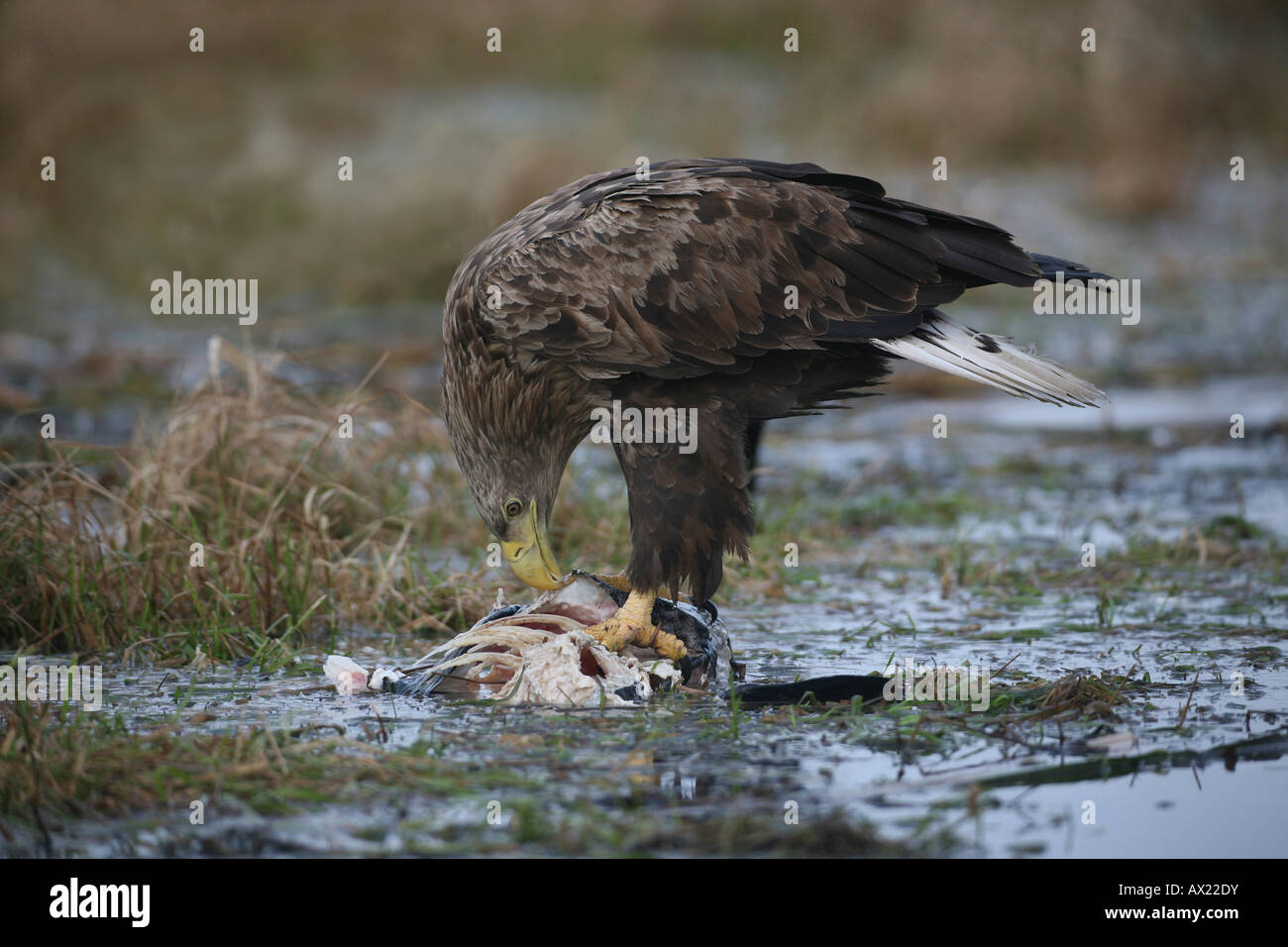 White-tailed Eagle or Sea Eagle (Haliaeetus albicilla), feeding on a fish Stock Photo