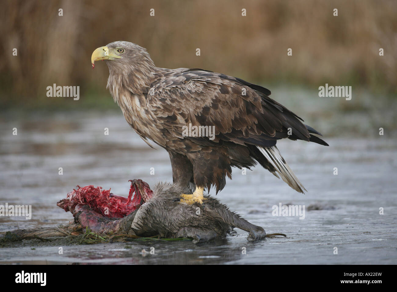 White-tailed Eagle or Sea Eagle (Haliaeetus albicilla) perched on an icy surface, feeding on deer carcass Stock Photo