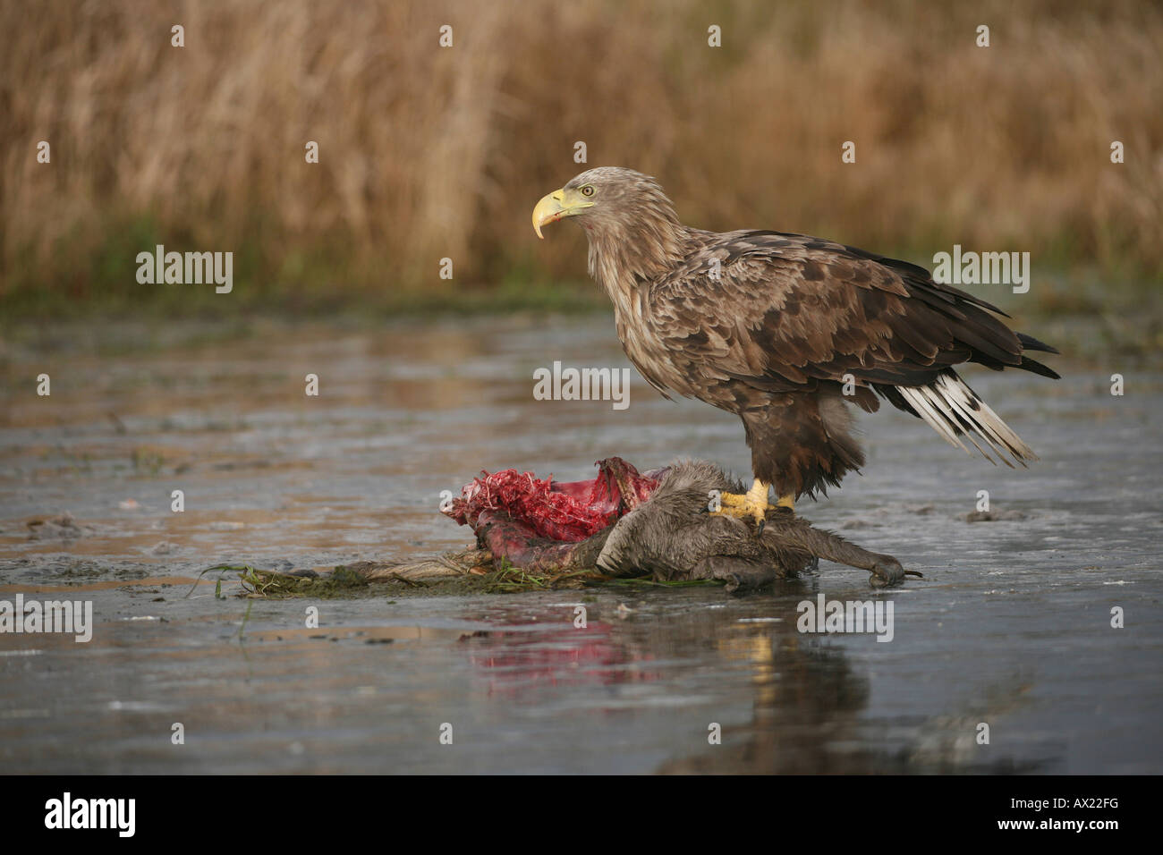 White-tailed Eagle or Sea Eagle (Haliaeetus albicilla) perched on an icy surface, feeding on deer carcass Stock Photo