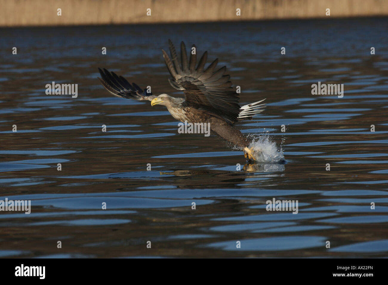 White-tailed Eagle or Sea Eagle (Haliaeetus albicilla) grabbing fish from the water's surface Stock Photo