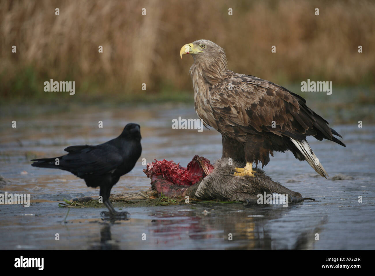 White-tailed Eagle or Sea Eagle (Haliaeetus albicilla) and Common Raven (Corvus corax) perched on an icy surface, feeding on de Stock Photo
