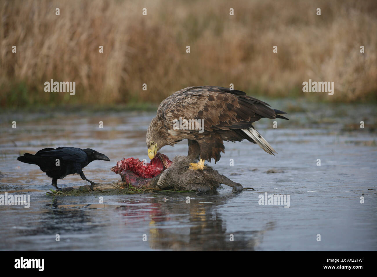 White-tailed Eagle or Sea Eagle (Haliaeetus albicilla) and Common Raven (Corvus corax) perched on an icy surface, feeding on de Stock Photo