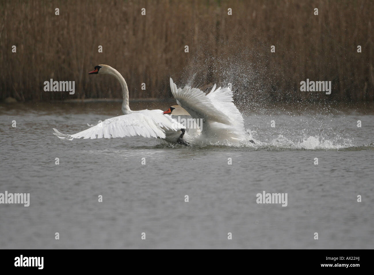 Mute Swans (Cygnus olor) fighting over territory, one of them chased away by the apparent winner Stock Photo