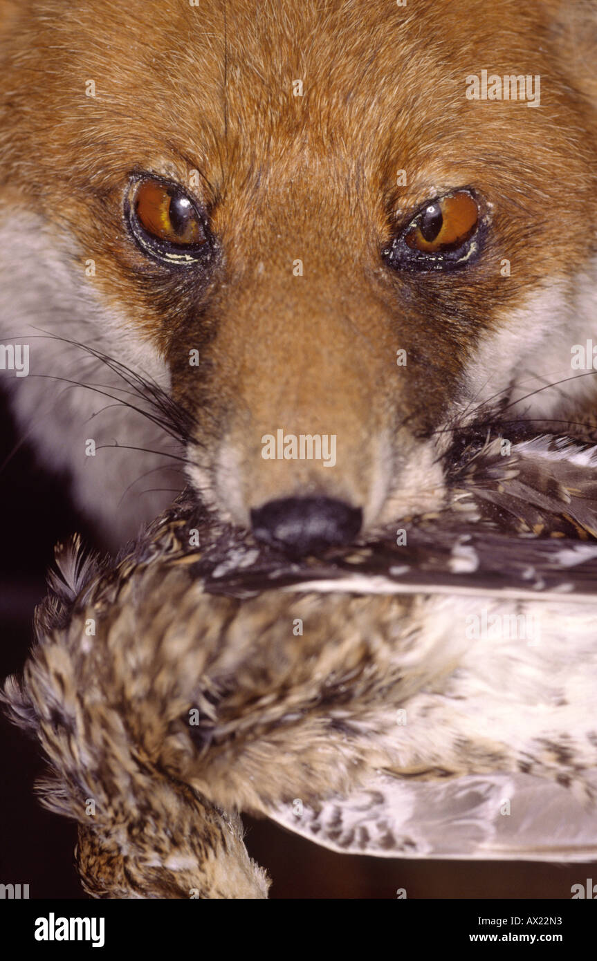Stuffed fox in mouth bird hi-res stock photography and images - Alamy
