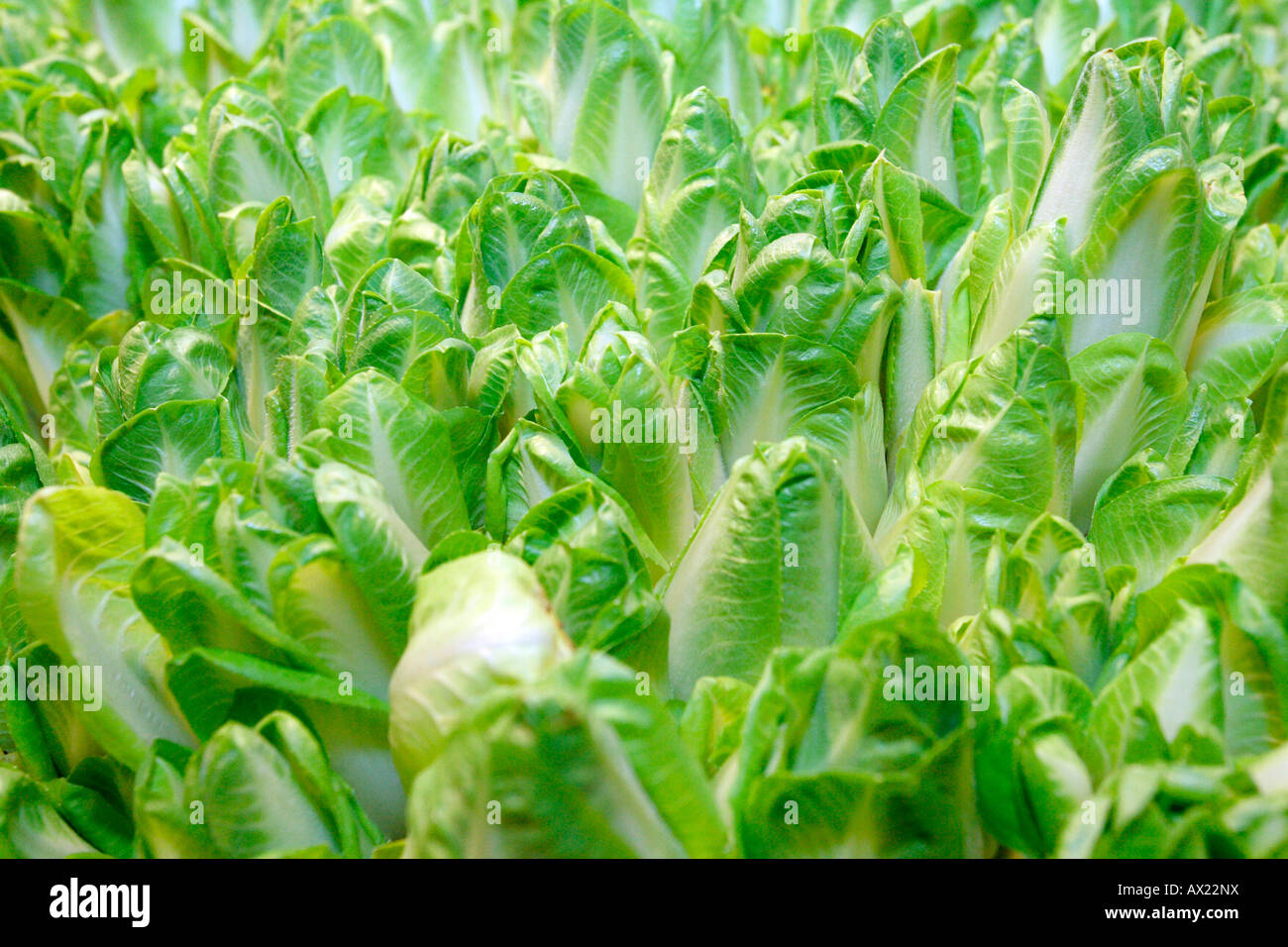 Chicoree salad bed Stock Photo