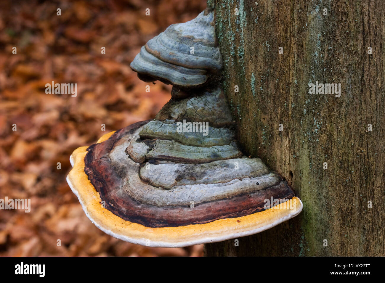 Red Banded Polypore (Fomitopsis pinicola), tree fungi, Bayrischer Wald (Bavarian Forest), Bavaria, Germany, Europe Stock Photo