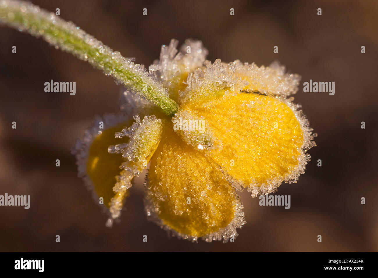 Creeping Buttercup (Ranunculus repens) at first frost, Nationalpark Bayrischer Wald (Bavarian Forest National Park), Bavaria, G Stock Photo