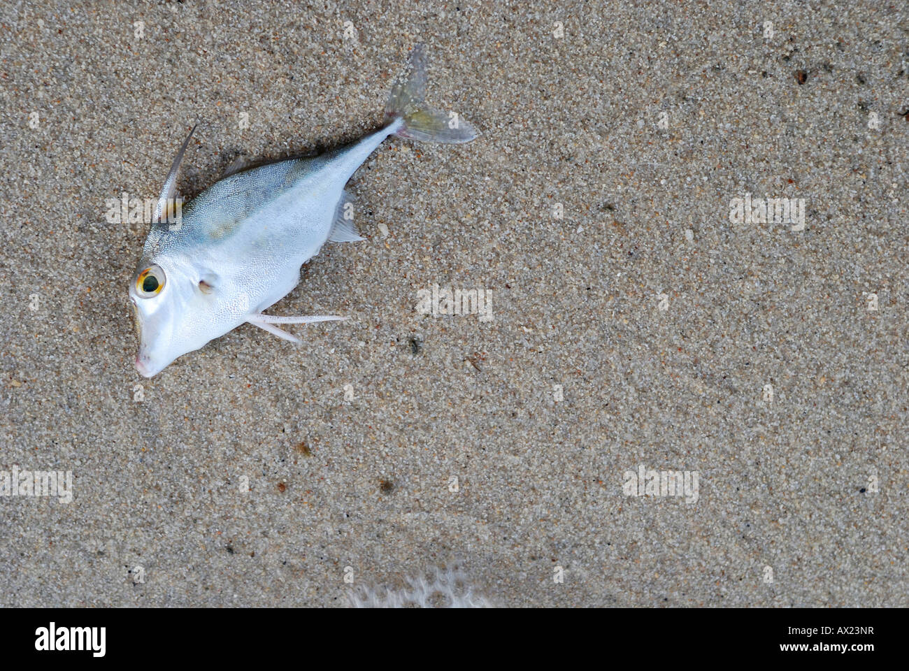 Dead fish at the beach Stock Photo