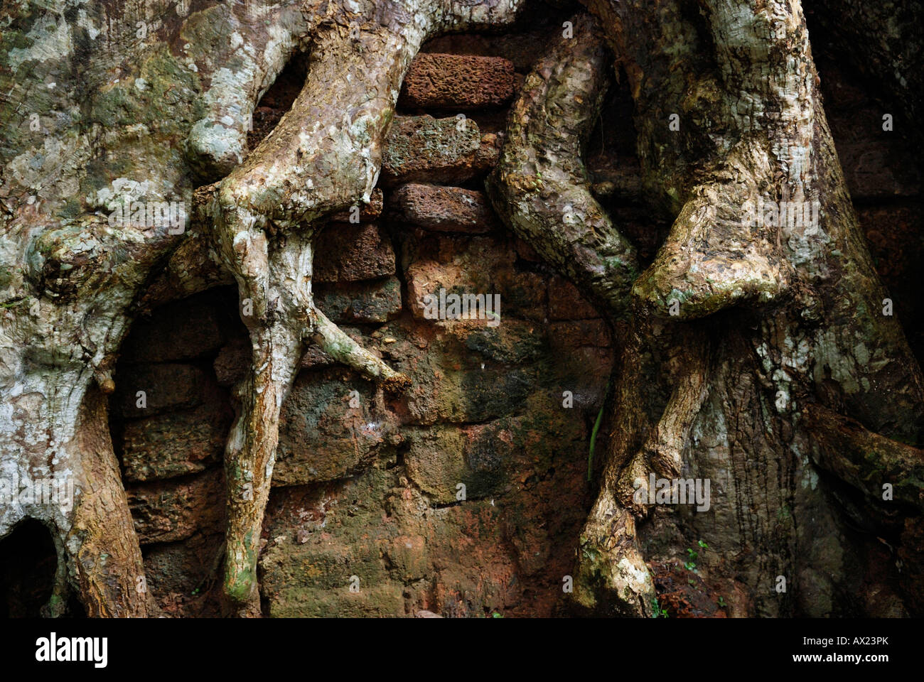 Roots of a tropical tree overgrow a wall, Angkor, Cambodia Stock Photo