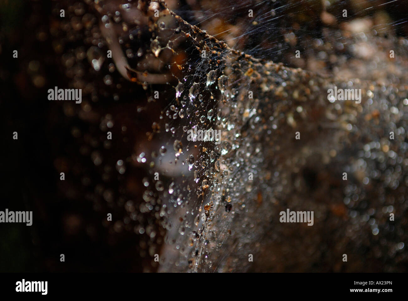 Dewdrops in a spider´s web, Angkor, Cambodia Stock Photo