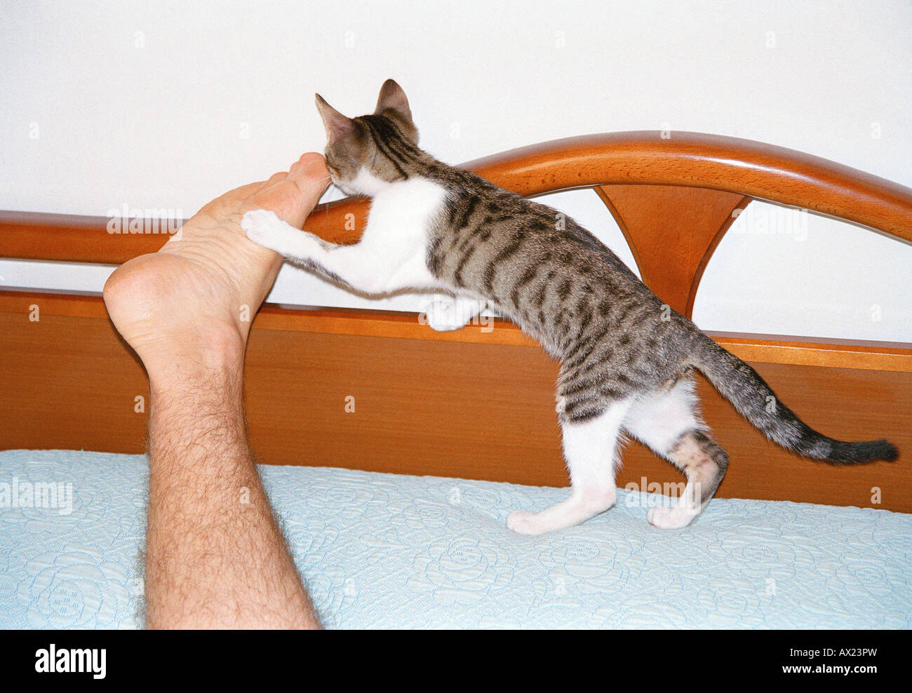 Cat smelling foot Stock Photo Alamy