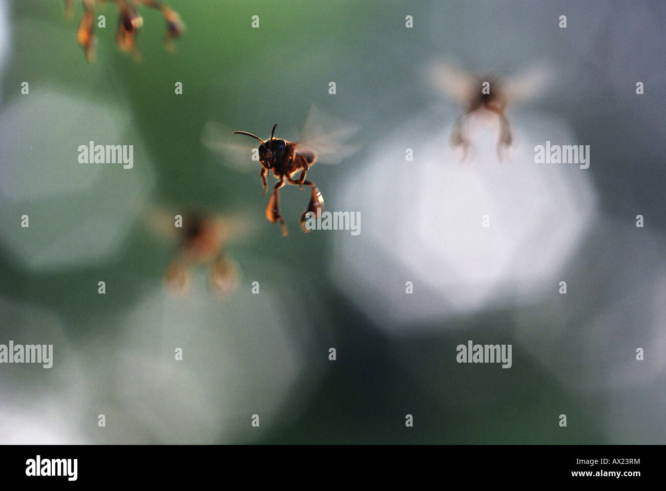 Flying bees, Amazon Basin, Brazil Stock Photo