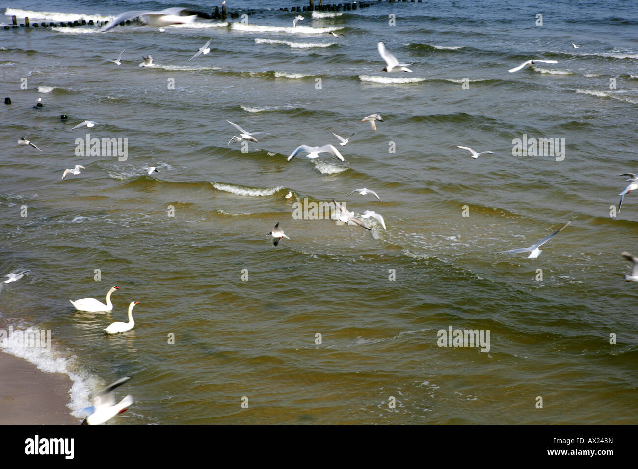 sea birds at the Baltic Sea Stock Photo