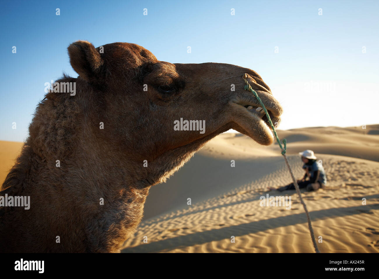 Close-up camel profile in foreground with a person sitting on sand dunes in the background. Stock Photo