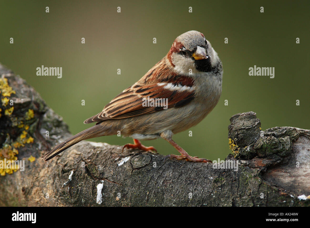 House Sparrow or English Sparrow (Passer domesticus) Stock Photo
