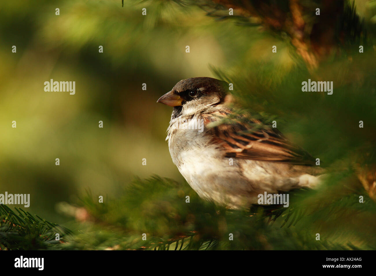 House Sparrow or English Sparrow (Passer domesticus) Stock Photo