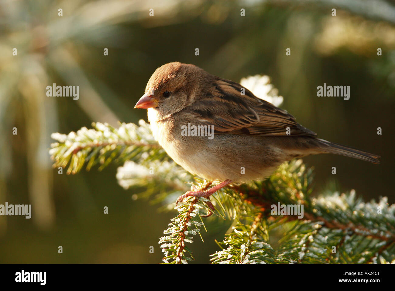 House Sparrow (Passer domesticus) Stock Photo