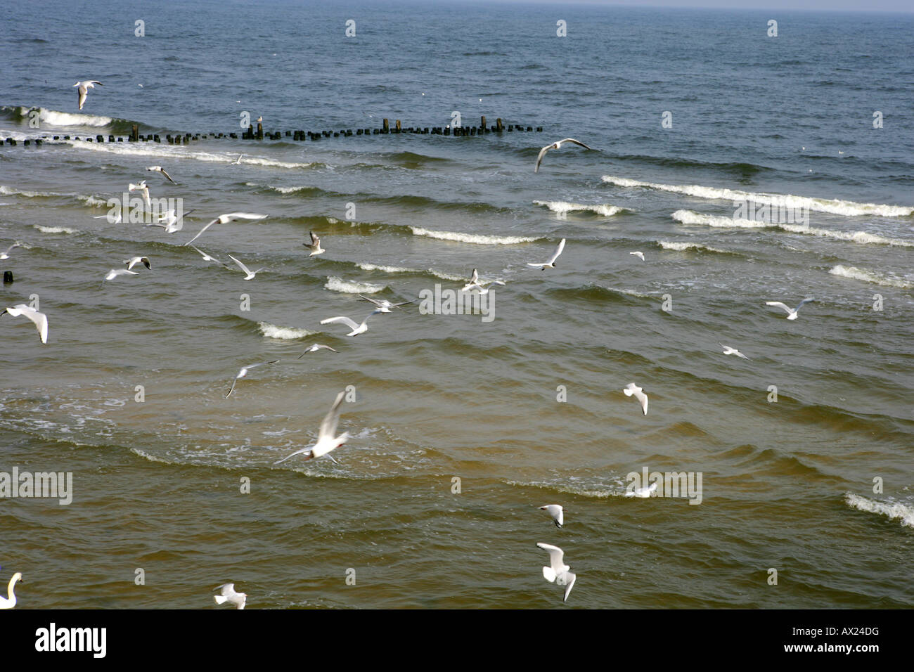 sea birds at the Baltic Sea Stock Photo