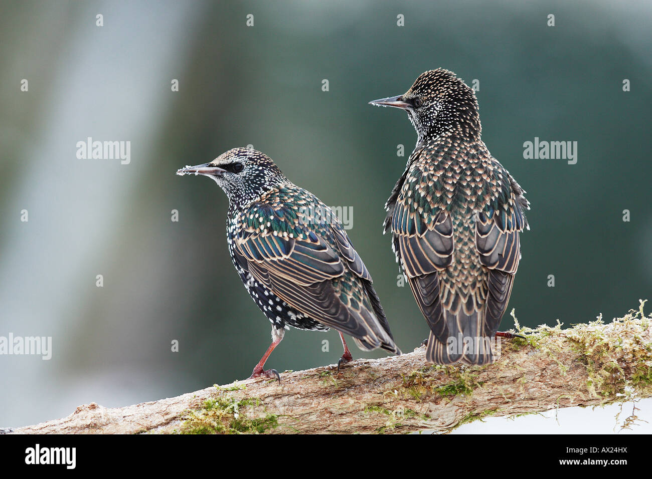 European Starling (Sturnus vulgaris) Stock Photo