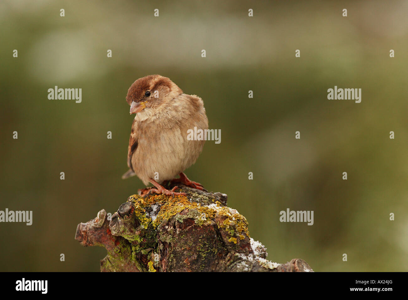 House Sparrow (Passer domesticus) Stock Photo