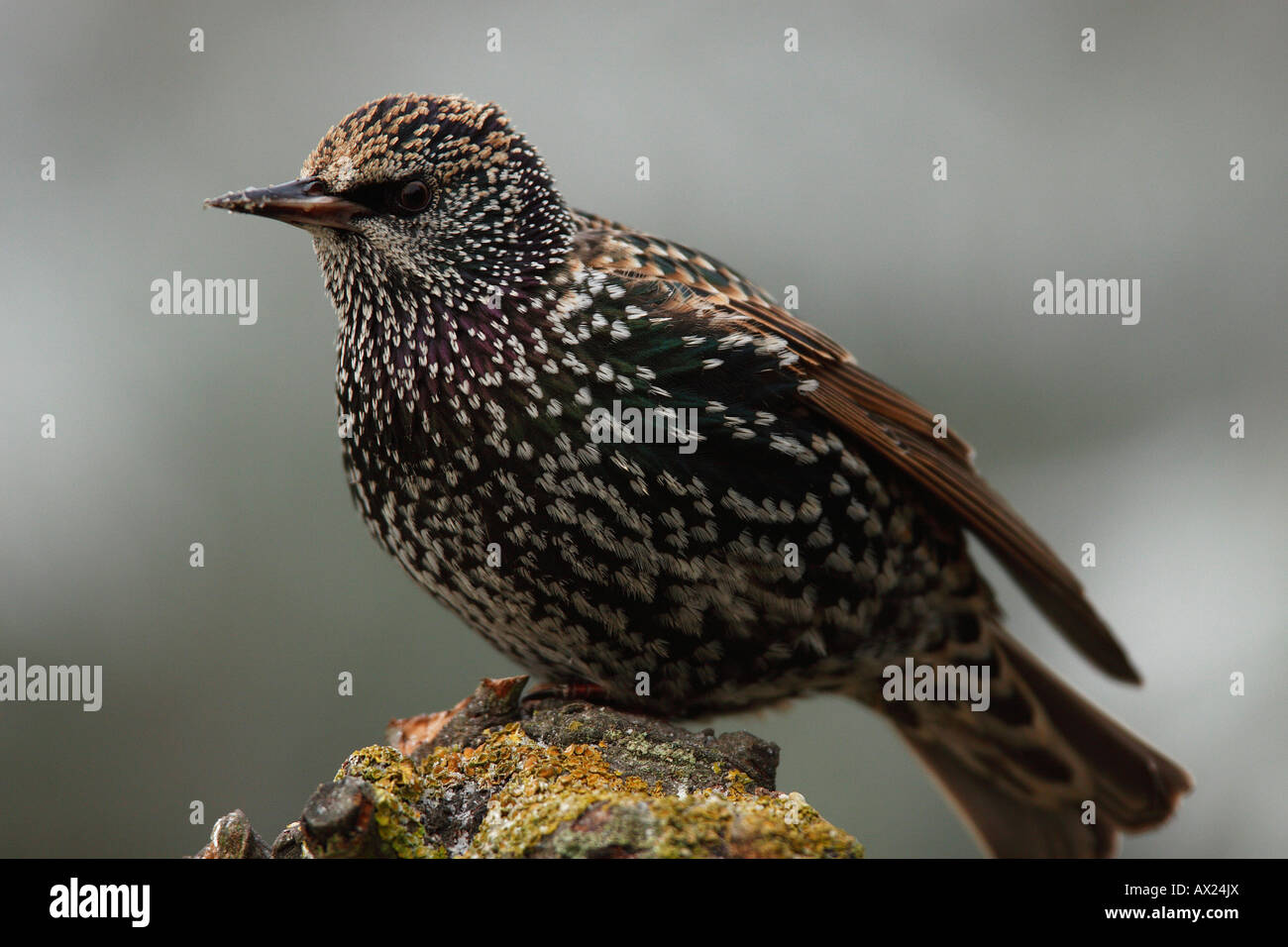 European Starling (Sturnus vulgaris) Stock Photo