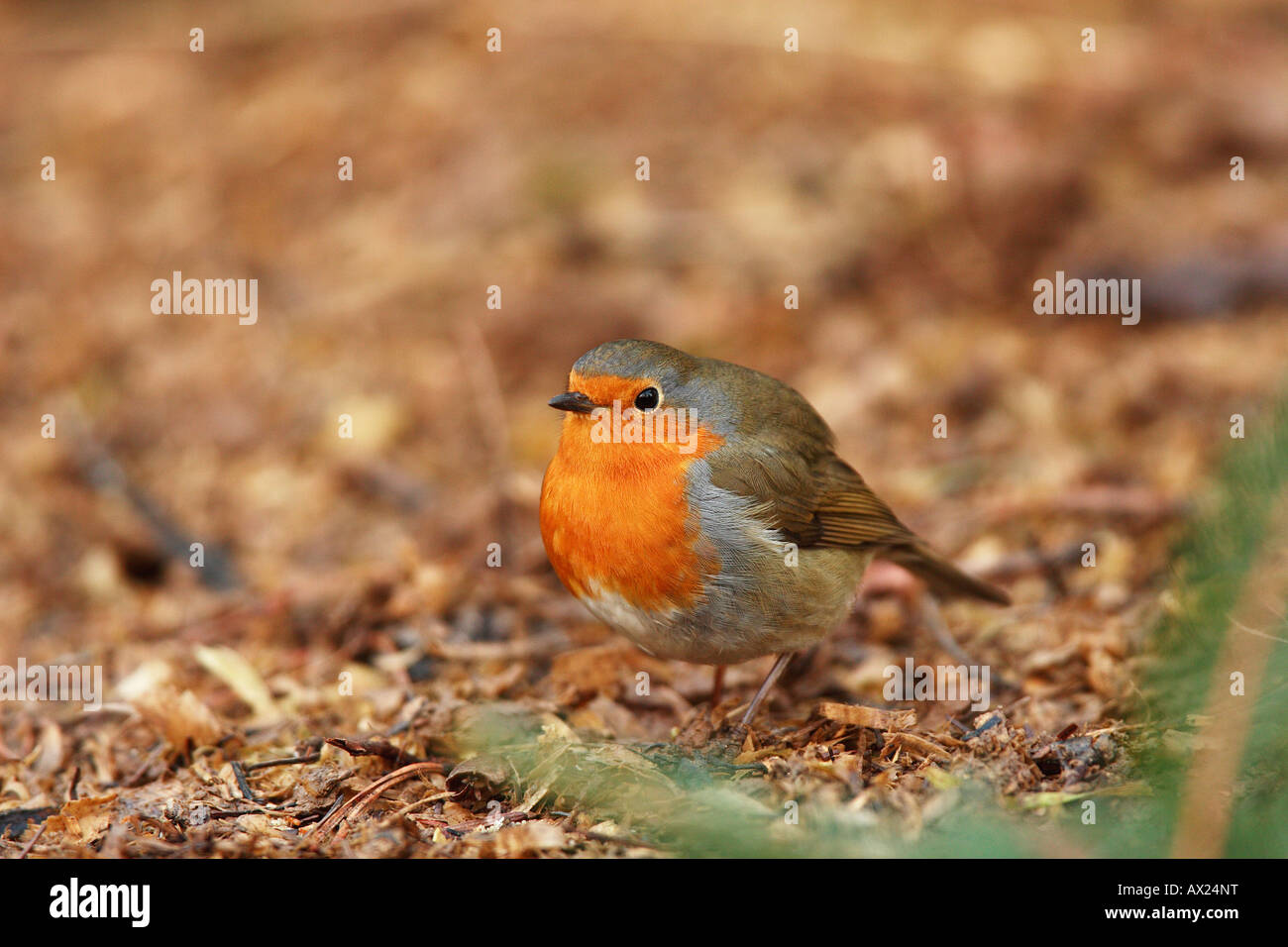 European Robin (Erithacus rubecula) Stock Photo
