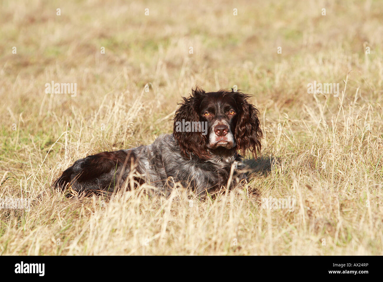 Mary i gang alene German spaniel hi-res stock photography and images - Alamy