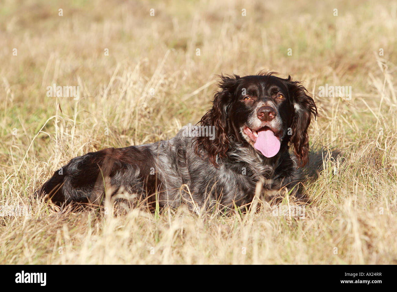 German Spaniel or Deutscher Wachtelhund, breed of hunting dog Stock Photo