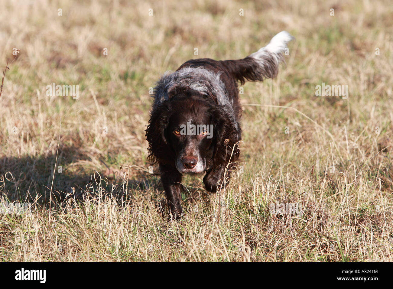 German Spaniel or Deutscher Wachtelhund, breed of hunting dog Stock Photo