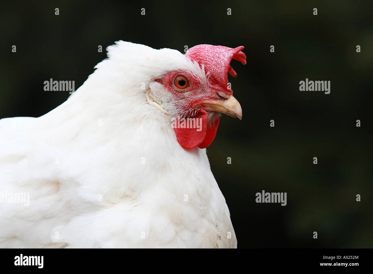 Domestic Chicken (Gallus gallus Stock Photo - Alamy