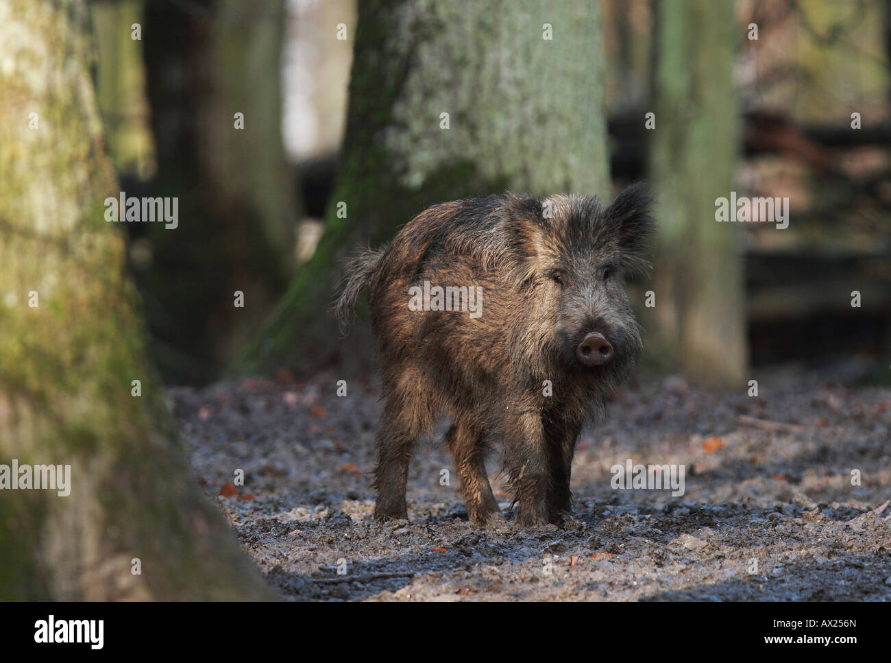 SUS SCROFA WILD BOAR visual data 5