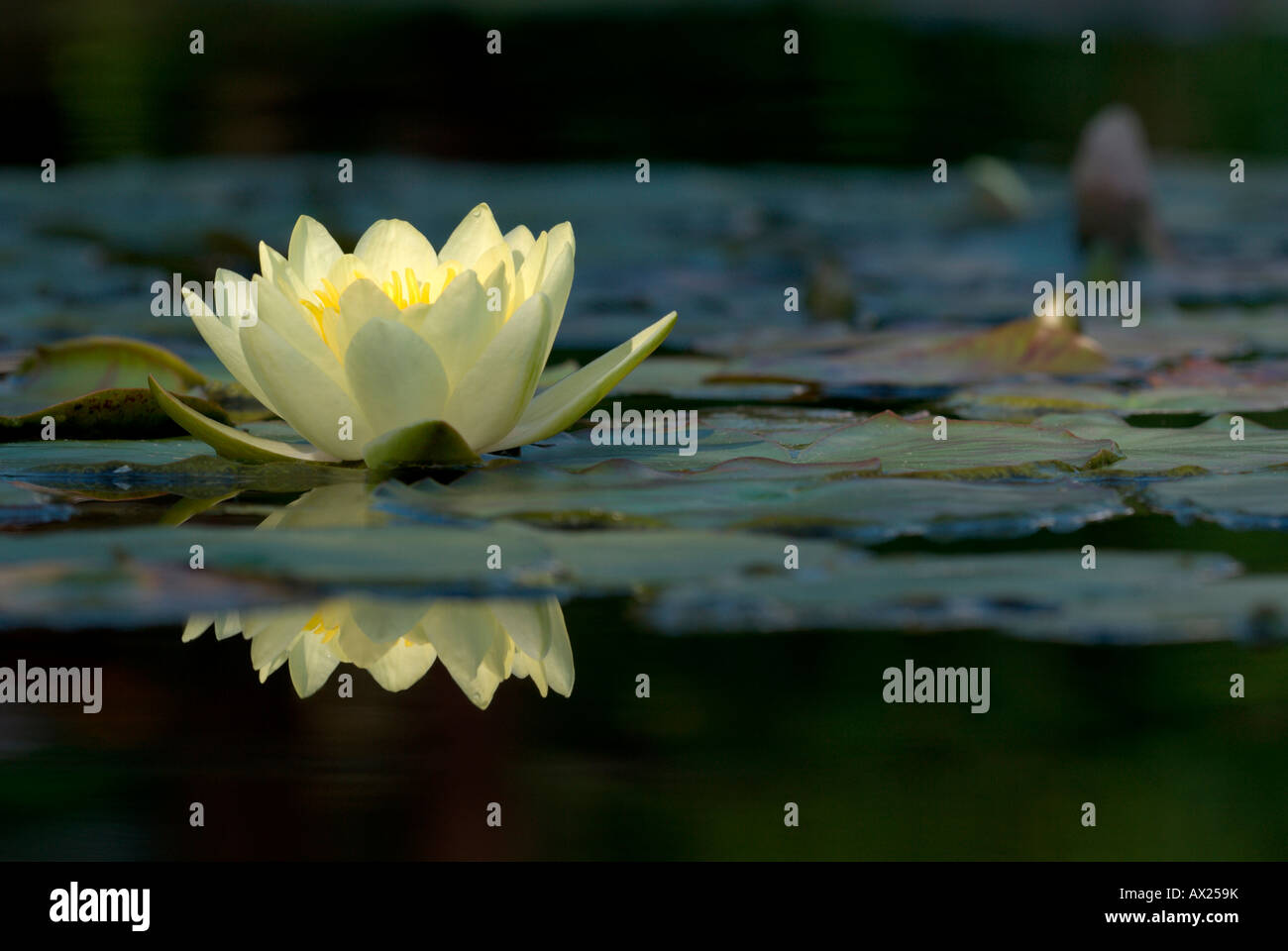 Waterlily (Nymphaea) reflected the water's surface, Luisenpark, Mannheim, Baden-Wuerttemberg, Germany, Europe Stock Photo