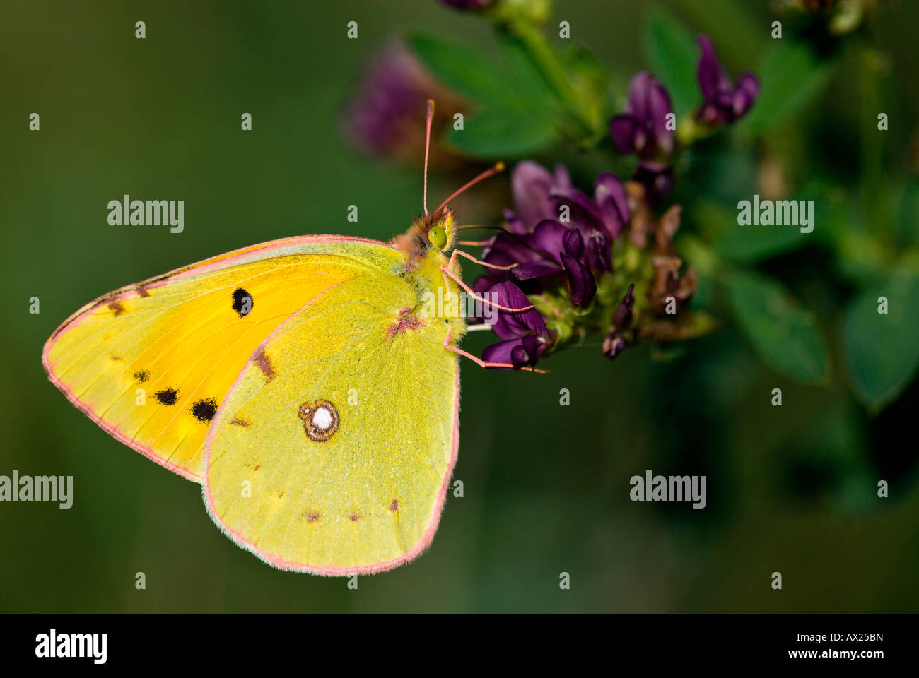 Clouded Yellow butterfly (Colias croceus) perched on a flower, Novigrad, Istria, Croatia, Europe Stock Photo