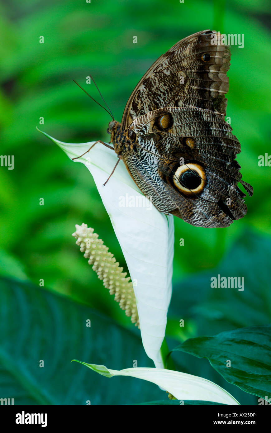 Owl Butterfly (Caligo eurilochus), Luisenpark, Mannheim, Baden-Wuerttemberg, Germany, Europe Stock Photo