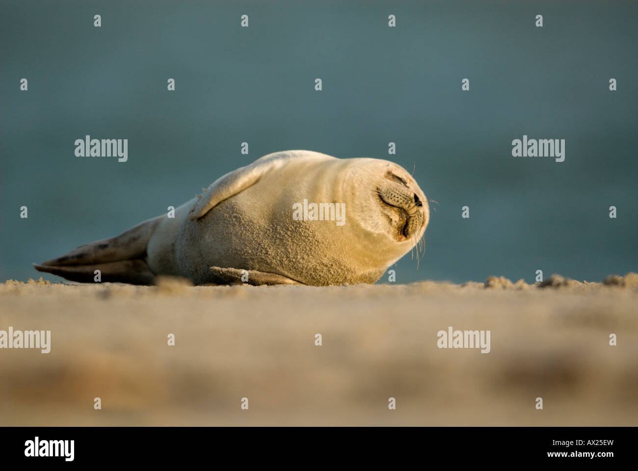 Atlantic Grey Seal (Halichoerus grypus) pup rolling around on the beach at Helgoland Island, North Sea, Lower Saxony, Germany,  Stock Photo