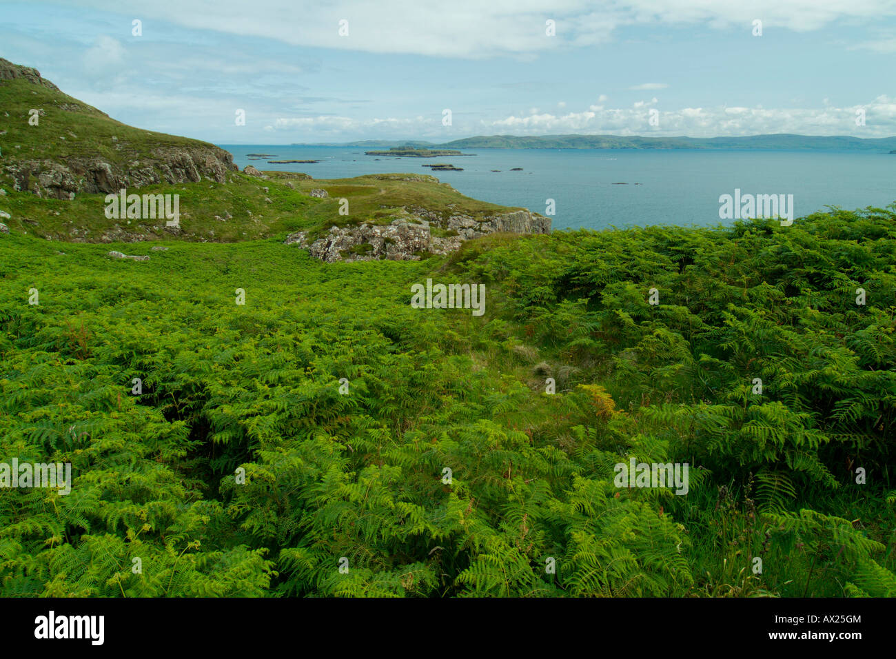 Ferns growing on Lunga Island, Treshnish Isles, Scotland, UK, Europe Stock Photo
