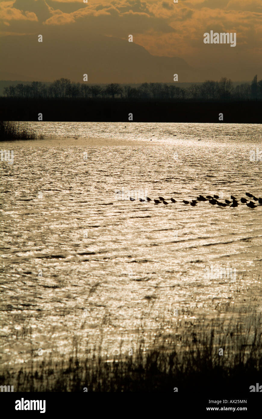 Evening mood, sea birds near the water's edge, Warmsee (Warm Lake), Illmitz, Burgenland, Austria, Europe Stock Photo